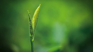 這片樹葉，改變了世界！