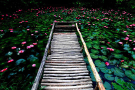 踱步花間，邂逅美麗