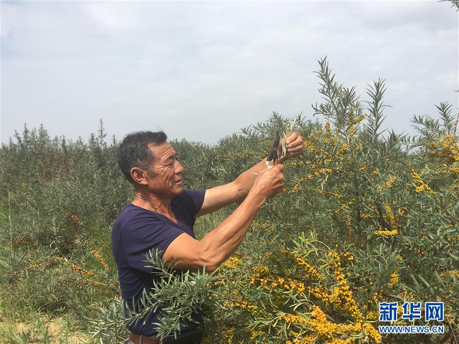 (新華全媒頭條·在習(xí)近平新時(shí)代中國(guó)特色社會(huì)主義思想指引下——新時(shí)代新作為新篇章·圖文互動(dòng))(9)綠富同興畫(huà)卷在沙海中鋪展——庫(kù)布其沙漠生態(tài)治理紀(jì)實(shí)