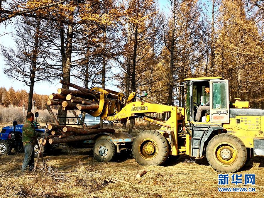 （新華全媒頭條·圖文互動）（7）那一抹綠色，走進越來越多人心里——河北塞罕壩續(xù)寫新時代綠色傳奇