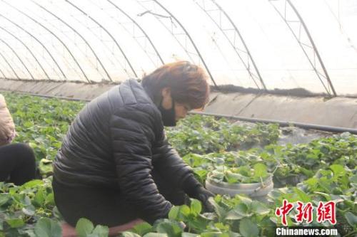 正值隆冬時節(jié)，山西省長治市長子縣天寒地凍，最低氣溫已有零下十幾度，當(dāng)?shù)氐氖卟舜笈飪?nèi)卻“春意盎然”、生機勃勃?！⊥蹙S寧 攝
