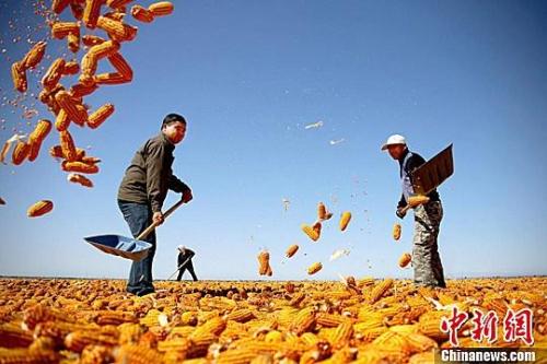 資料圖。農(nóng)民揮動(dòng)鐵锨晾曬玉米，使得滿地盡帶“黃金甲”，成為一道靚麗的風(fēng)景線。趙琳 攝