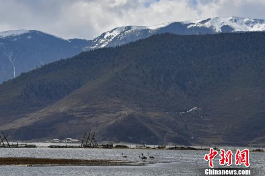 圖為在納帕海濕地棲息的候鳥(niǎo)?！⑷疥?yáng) 攝