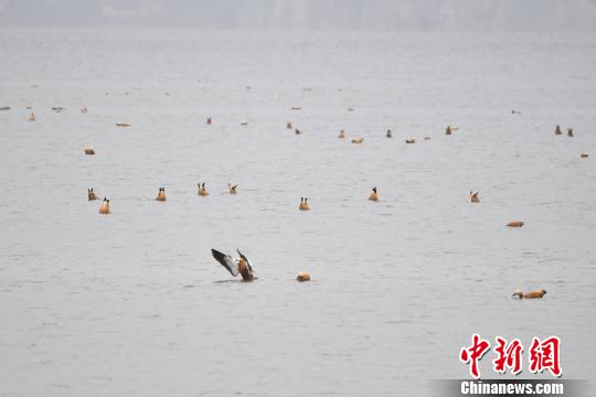 圖為在納帕海濕地棲息的候鳥(niǎo)。　劉冉陽(yáng) 攝