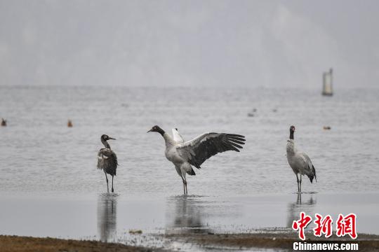 圖為在納帕海濕地棲息的黑頸鶴?！⑷疥?yáng) 攝