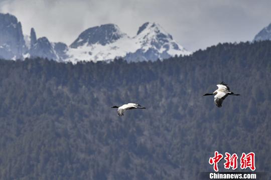 圖為在納帕海濕地上空飛翔的黑頸鶴?！⑷疥?yáng) 攝