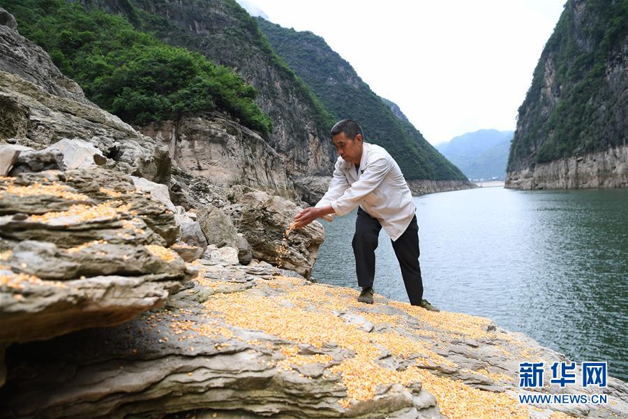（在習(xí)近平新時(shí)代中國特色社會主義思想指引下——新時(shí)代新作為新篇章）（3）重慶巫山：“生態(tài)寶貝”變身“搖錢樹”