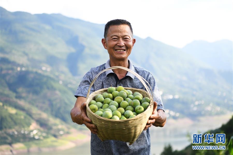 （在習(xí)近平新時(shí)代中國特色社會主義思想指引下——新時(shí)代新作為新篇章）（10）重慶巫山：“生態(tài)寶貝”變身“搖錢樹”