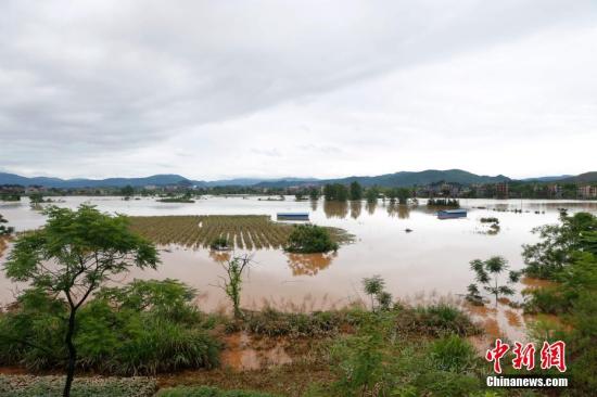 資料圖：湖南省臨武縣武水鎮(zhèn)、南強(qiáng)鎮(zhèn)、汾市鎮(zhèn)、水東鎮(zhèn)、金江鎮(zhèn)等鄉(xiāng)鎮(zhèn)遭遇特大暴雨襲擊，導(dǎo)致大量民房和農(nóng)田被淹。據(jù)不完全統(tǒng)計(jì)，該縣數(shù)千戶民房被淹，數(shù)十萬畝農(nóng)田、果園、煙田被淹斷收，直接經(jīng)濟(jì)損失達(dá)數(shù)千萬元。災(zāi)情發(fā)生后，當(dāng)?shù)卣跋嚓P(guān)部門第一時(shí)間奔赴受災(zāi)鄉(xiāng)鎮(zhèn)轉(zhuǎn)移群眾，察看災(zāi)情并積極組織村民排澇自救、發(fā)放救災(zāi)物資、開展保險(xiǎn)理賠等工作。目前救災(zāi)工作正在有序進(jìn)行，無人員傷亡。唐盛歡 攝
