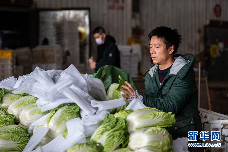 （抓好春耕備耕 穩(wěn)住農(nóng)業(yè)生產(chǎn)·圖文互動）（2）“栽種的是菜苗，收獲的是希望”——云南蔬菜集散地通?？h春耕見聞 