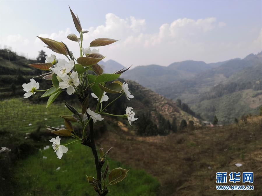 （決戰(zhàn)決勝脫貧攻堅(jiān)·圖文互動(dòng)）（1）寄相思，償夙愿——5封清明“家書”里的決戰(zhàn)決勝信念