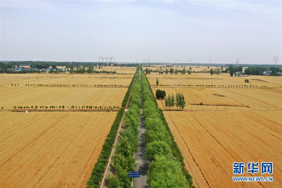 （新華全媒頭條·圖文互動(dòng)）（1）庚子之豐——2020年河南夏糧豐收圖景