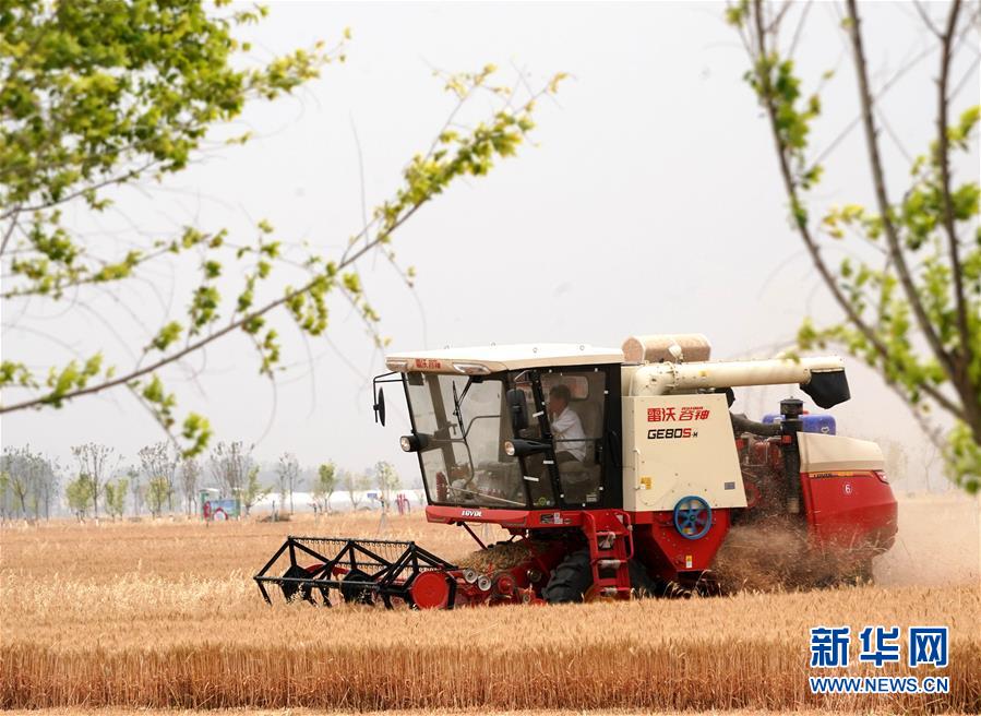 （新華全媒頭條·圖文互動(dòng)）（8）庚子之豐——2020年河南夏糧豐收圖景