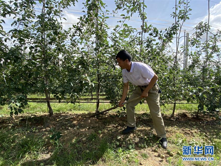 （決戰(zhàn)決勝脫貧攻堅(jiān)·圖文互動）（1）高原紅了，日子好了——貴州海拔最高縣發(fā)展蘋果產(chǎn)業(yè)見聞