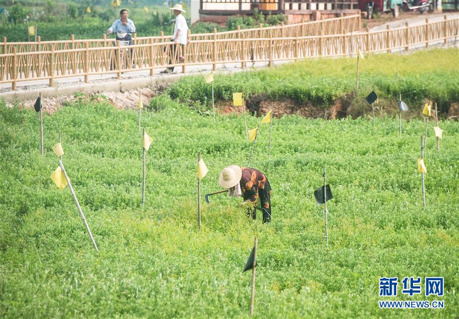 （新華全媒頭條·走向我們的小康生活·圖文互動(dòng)）（9）特殊之年，荊楚大地書(shū)寫(xiě)不平凡的答卷