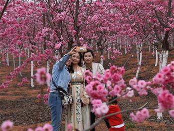 櫻花漫山，一份14年的等待