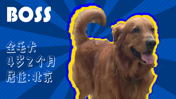 有效拴繩&科學(xué)遛狗——如何文明養(yǎng)犬？“撿屎官”們快看過來！