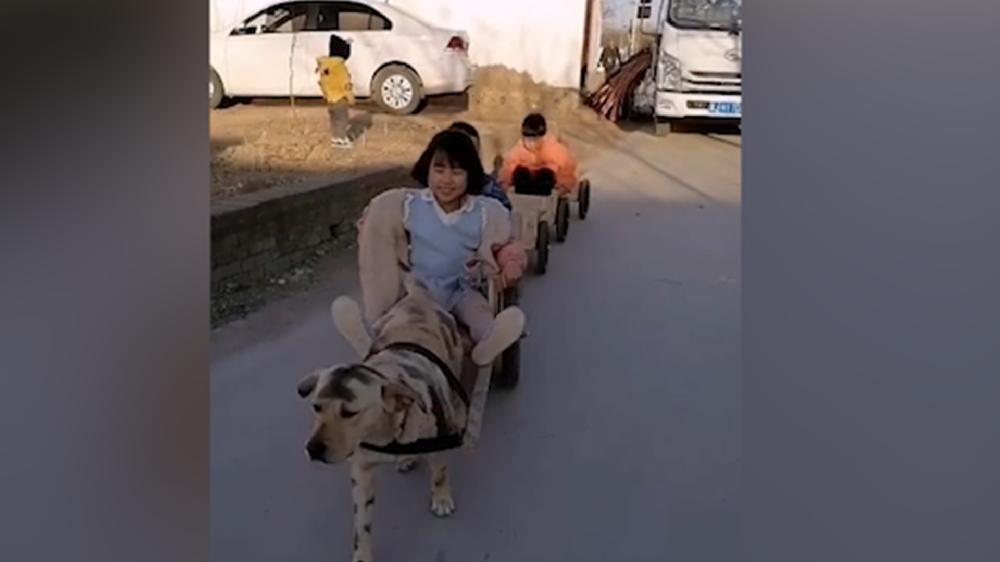 男子給孩子做縮小版小火車，家里的狗狗做動(dòng)力拉著孩子上學(xué)